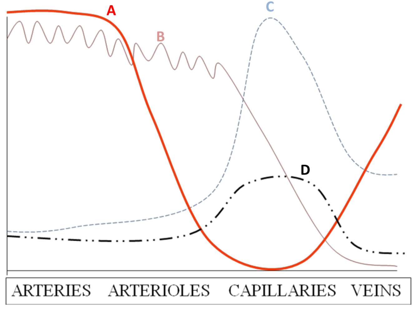<ul><li><p><mark data-color="purple">velocity (A)</mark></p><ul><li><p>highest in arteries as blood pumped out of heart at high pressure so travels faster</p></li><li><p>lowest in capillaries as these vessels are so narrow and offer most resistance</p></li><li><p>velocity increases in veins as they are wider so offer less resistance than capillaries</p></li></ul></li></ul><p></p><ul><li><p><mark data-color="purple">cross-sectional area (C)</mark></p><ul><li><p>highest in capillaries as these vessels are the most numerous by far– thus providing a large SA for diffusion</p></li></ul></li></ul><p></p><ul><li><p><mark data-color="purple">permeability (D)</mark></p><ul><li><p>highest in capillaries as walls are only one cell thick so diffusion pathway is short</p></li><li><p>other vessels are not permeable</p></li></ul></li></ul><p></p><ul><li><p><mark data-color="purple">pressure (B)</mark></p><ul><li><p>highest in arteries since these lead out of the heart</p></li><li><p>pressure fluctuates in arteries w/ every beat due to elastic nature of arteries</p></li><li><p>pressure decreases further away from heart the blood goes</p></li></ul></li></ul>