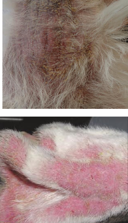 <ul><li><p>Overgrowths 2ary to underlying disease</p></li><li><p>Erythema, greasy exudate, scaling, crusting</p></li><li><p>When chronic: Greasy alopecia, lichenification &amp; hyperpigmentation</p></li><li><p>Extremely pruritic</p></li><li><p>Atopic dogs become sensitised to malaessezia allergens</p></li><li><p>Creates resistance to anti inflammatories</p></li></ul><p></p>