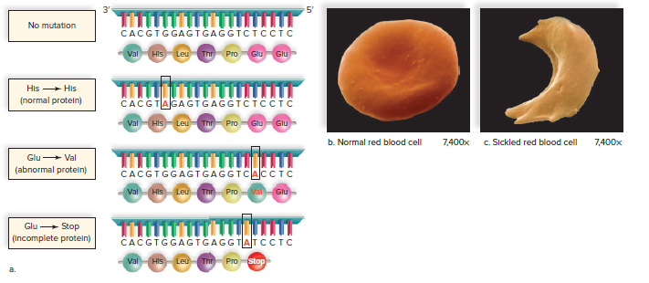 Varying effects of a point mutation.
