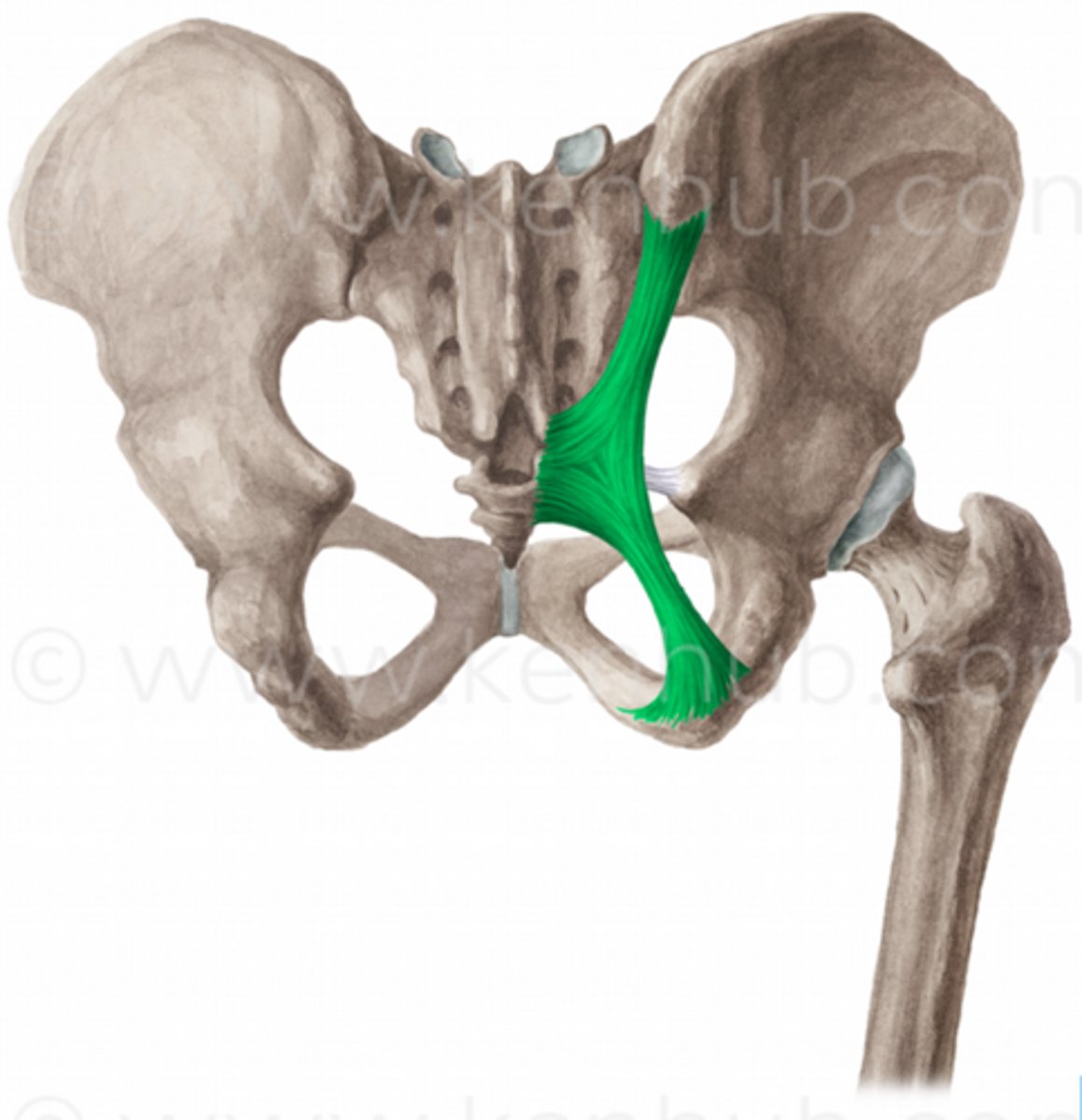 <p>Ligament från os sacrum och os ilium till tuber ischiadicum.</p>