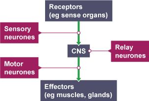 <p>The order is: stimulus, receptor, sensory neurone, central nervous system, motor neurone, effector, response. </p>