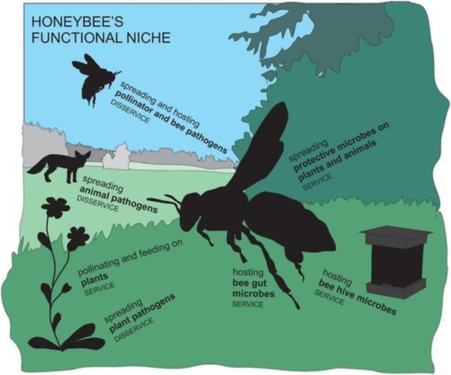 <p>How an organism uses resources. (Basically, an organism's job within a certain habitat).</p><p>-Hypothetical space an organism occupies in a system.</p><p>-Includes:</p><p>1) Dietary (What it eats).</p><p>2) Spatial (Where it lives).</p><p>3) Temporal (When its active).</p>