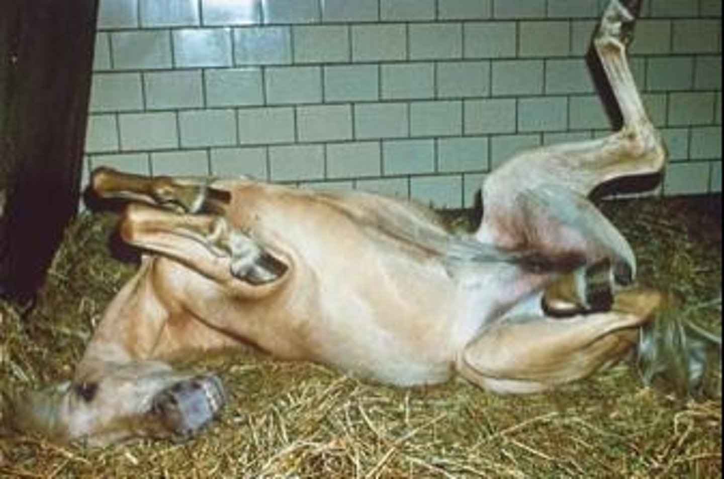 <p>Colic and laminitis.</p>
