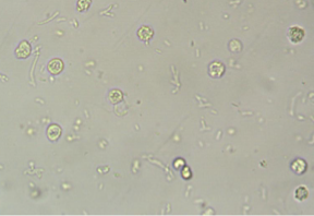 <p>What cell is this?</p>