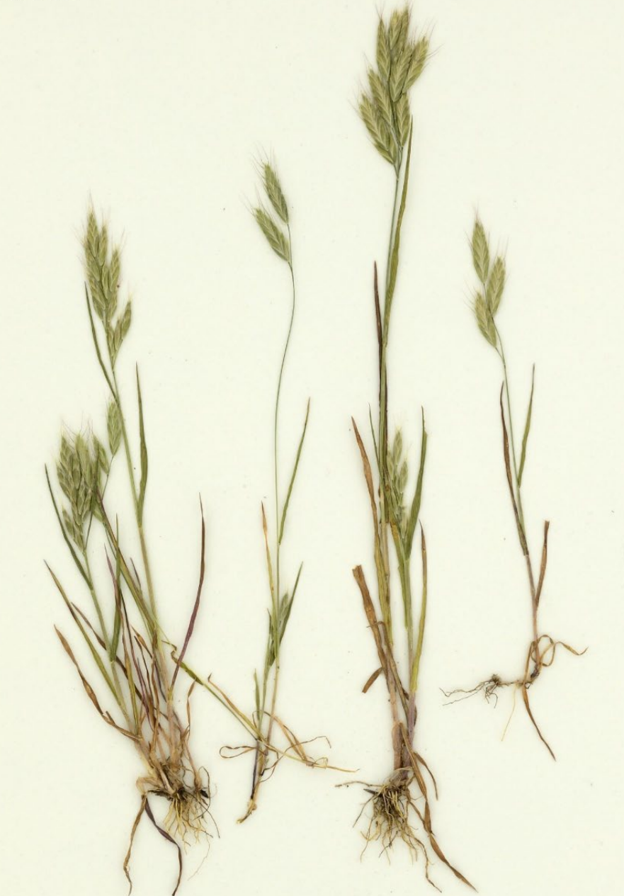 <p>Compact, erect inflorescence. Flat spikelets. Many florets, each awned. Small, hairy stems and leaves.</p>