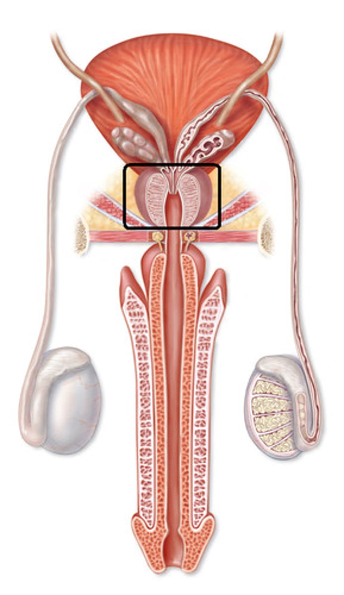 <p>A walnut-sized gland that produces part of the semen.</p><p>- Produces an ALKALINE BUFFER to help protect against the acidity of the vagina</p><p>Also makes some mucus</p>