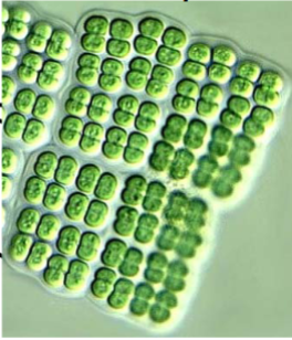 <p>What is the genus of this cyanobacteria?</p>