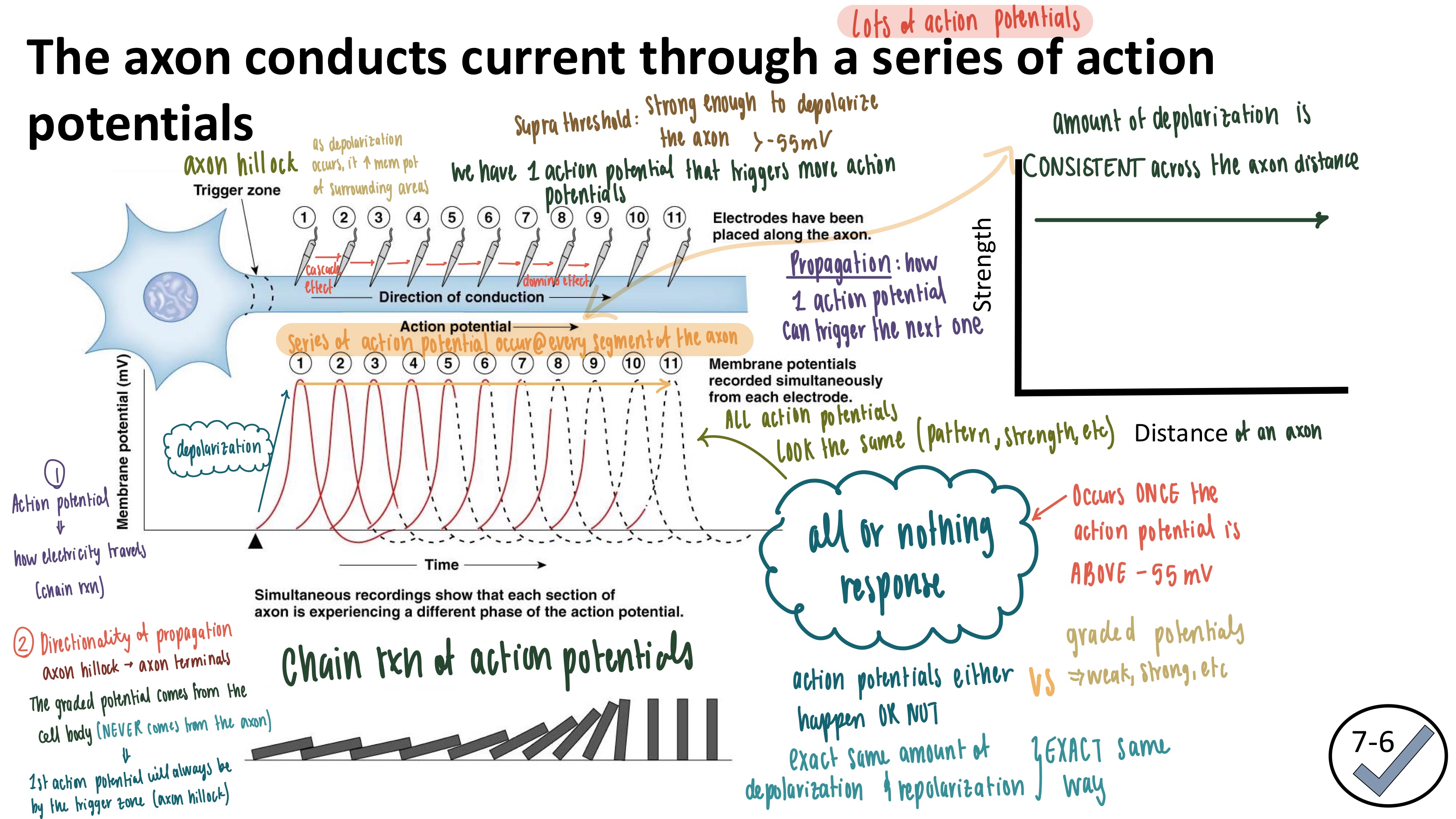 <p><strong>Action potentials either happen OR NOT</strong></p><ul><li><p>have the EXACT amount of depolarization &amp; repolarization</p></li><li><p>All action potentials (in a series) look the same</p></li></ul><p></p>