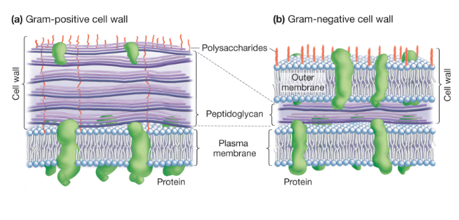 <p>gram + have more peptidoglycan and gram- cells contain less </p>