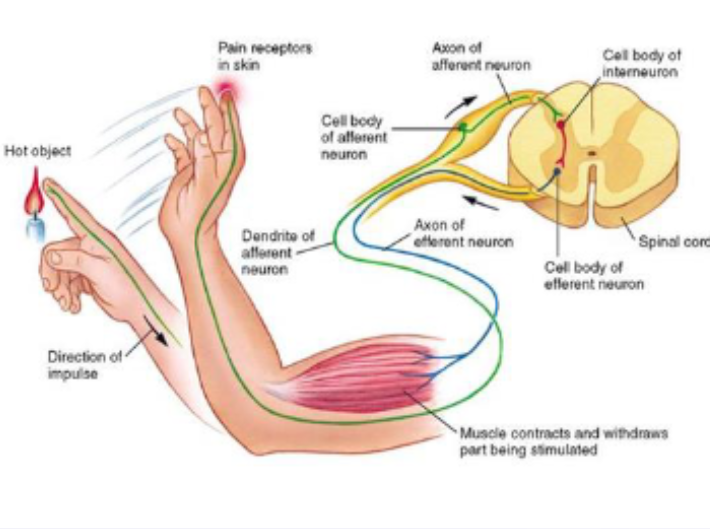<p>What is the withdrawal reflex?</p>