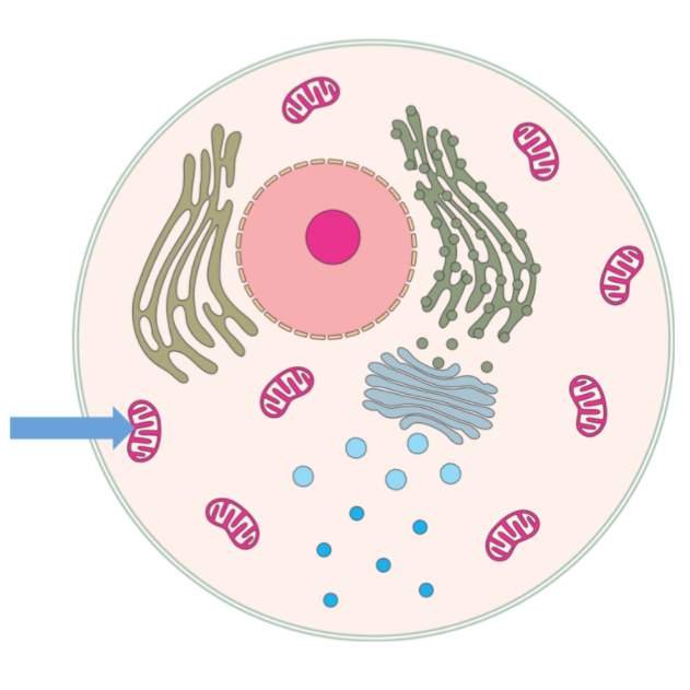 <p>Principal energy sources of cells, sites of oxidative phosphorylation and ATP formation. N<span>umerous in cells that actively secrete protein,</span></p>