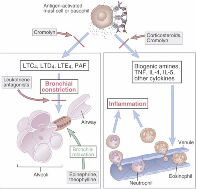 <p><span><span>Mast cell–derived leukotrienes and PAF are thought to be the major mediators of acute bronchoconstriction. Therapy is targeted both at reducing mast cell activation with inhibitors such as cromolyn and at countering mediator actions on bronchial smooth muscle by bronchodilators such as epinephrine and theophylline. These drugs also inhibit mast cell activation. </span></span></p><p><span><span>Mast cell–derived cytokines are thought to be the major mediators of sustained airway inflammation, which is an example of a late-phase reaction, and corticosteroid therapy is used to inhibit cytokine synthesis. Cytokines are also produced by TH2 cells.</span></span></p>