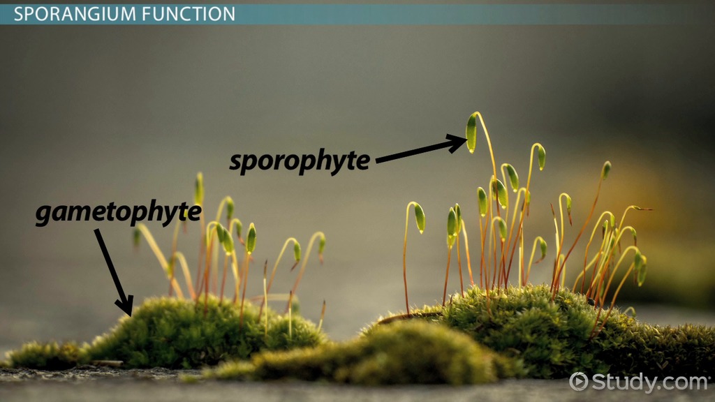 <p>sporophyte</p>