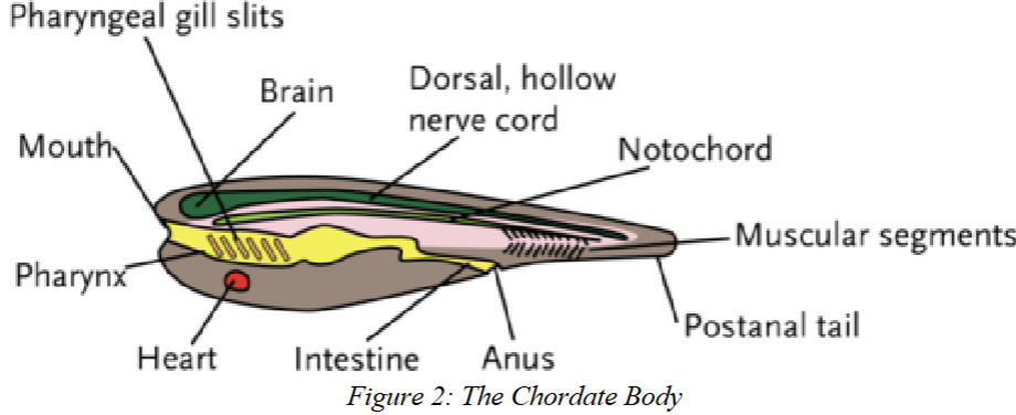 <p><strong>a rigid cartilaginous rod defining the longitudinal axis in the embryo</strong><br><strong>-</strong><span>the first skeletal feature to appear in the embryo</span><br>-In some vertebrates, such as agnathans, it will be maintained throughout the animal’s life span. In others it is replaced by the vertebral centra to varying degrees.<br>-In reptiles, birds, and mammals, the notochord is mostly replaced by the vertebrae and becomes very small or disappears. In mammals, the only remnants of the notochord are found between vertebrae, where they help form part of the intervertebral discs.</p>