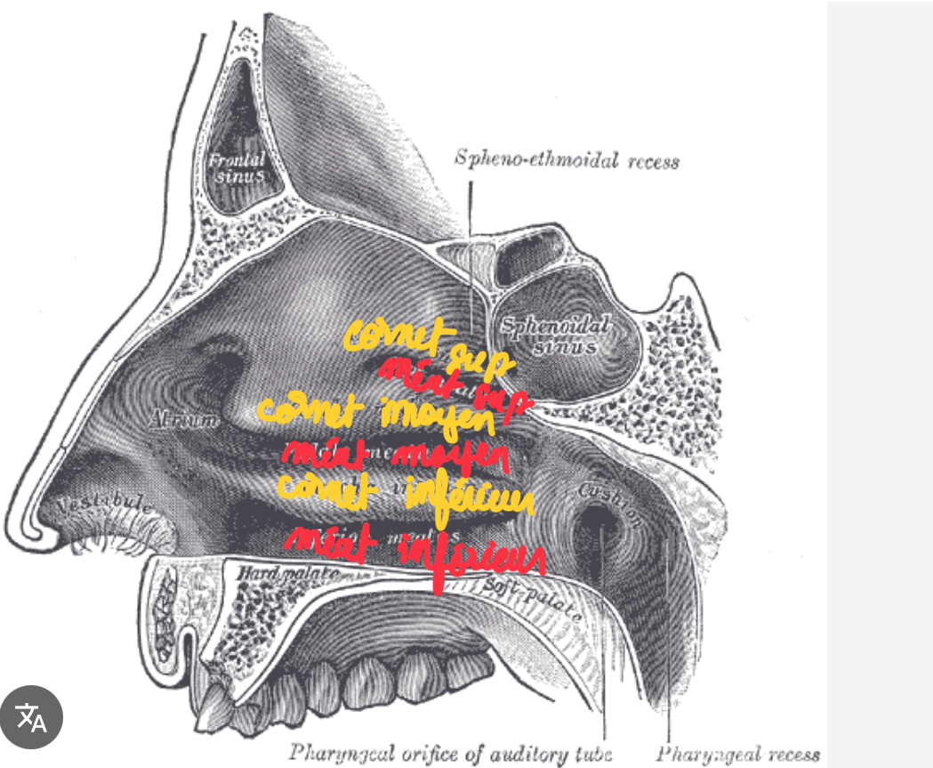 <p><span>Un méat est un espace aérien situé sous un cornet nasal.</span></p>