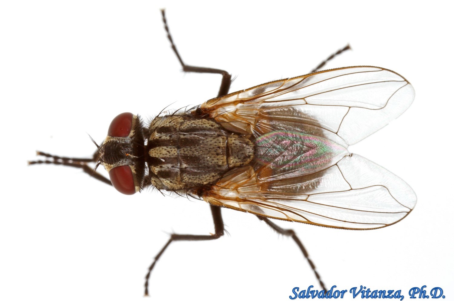 <p>Order Diptera: Muscidae: House, Stable, Tsetse flies</p>