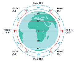 <p>Atmospheric circulation cell occurring at high latitudes</p><p></p>