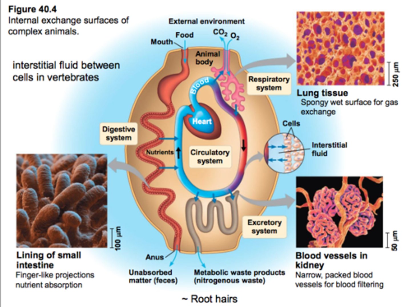 <p>exchange surfaces with internal fluids (interstitial and circulatory fluids)</p>