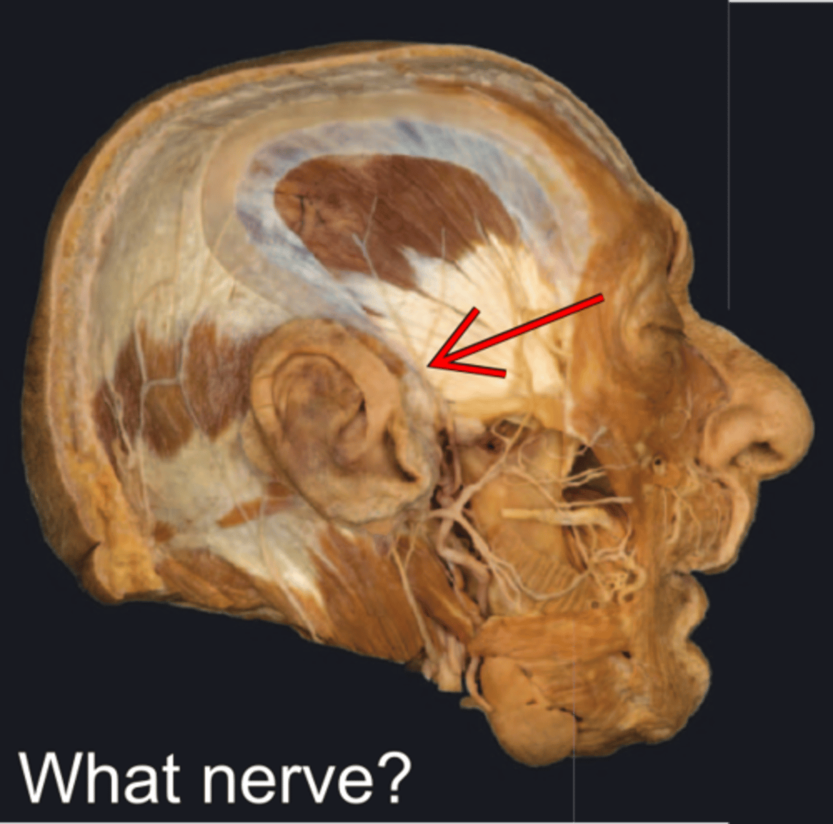 <p>what is the stucture and function</p>