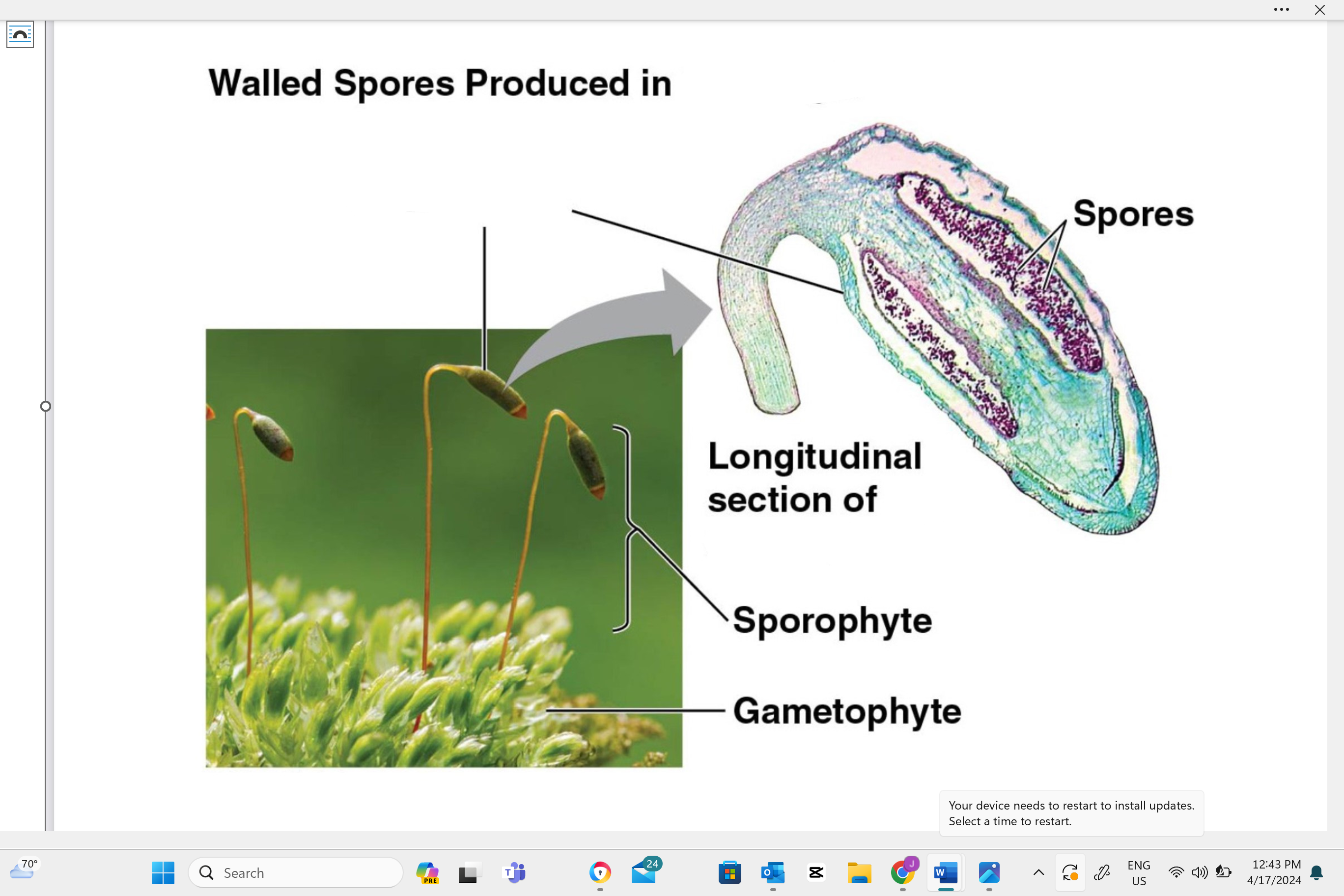 <p>plant sporangia</p>