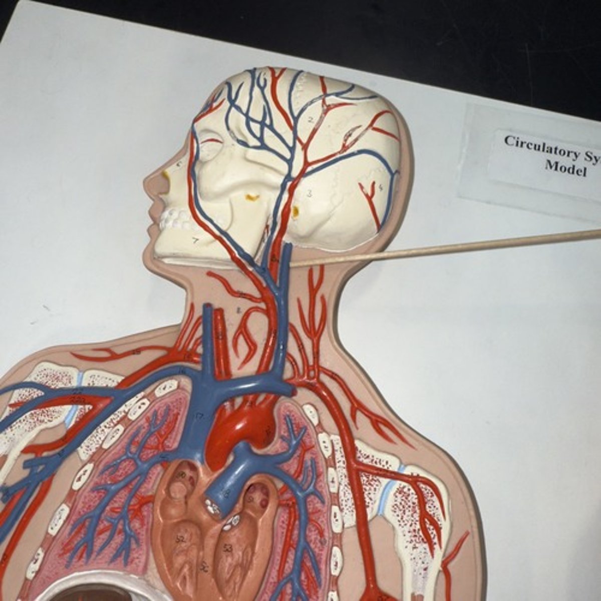 <p>Identify the structure.</p>