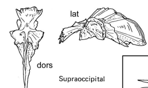 <p>A bone located above the occipital bone at the back of the skull.</p>