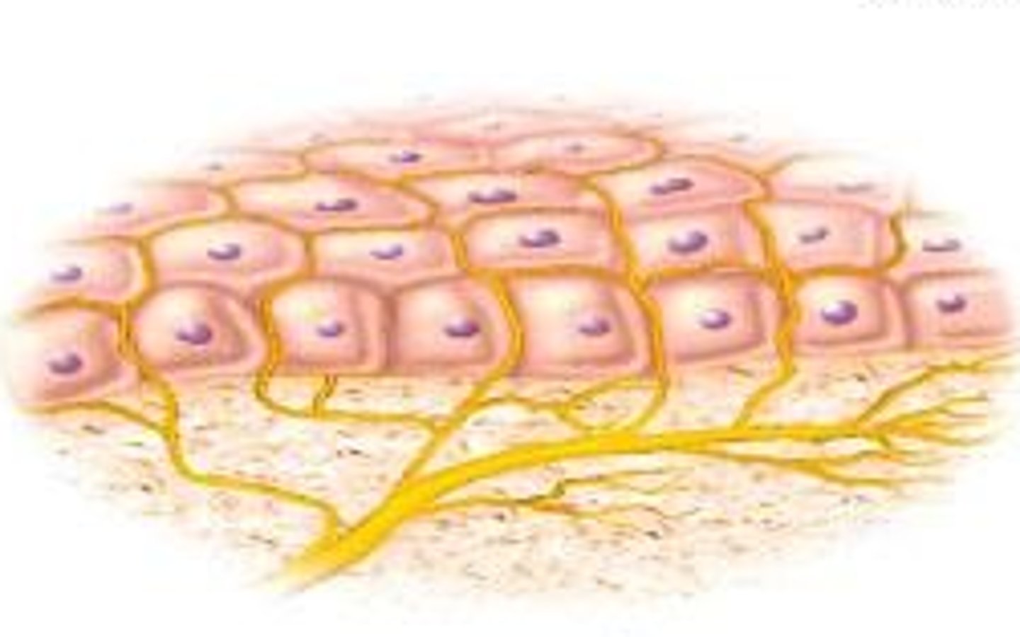 <p>What type of receptors detect pain, cold, heat?</p>