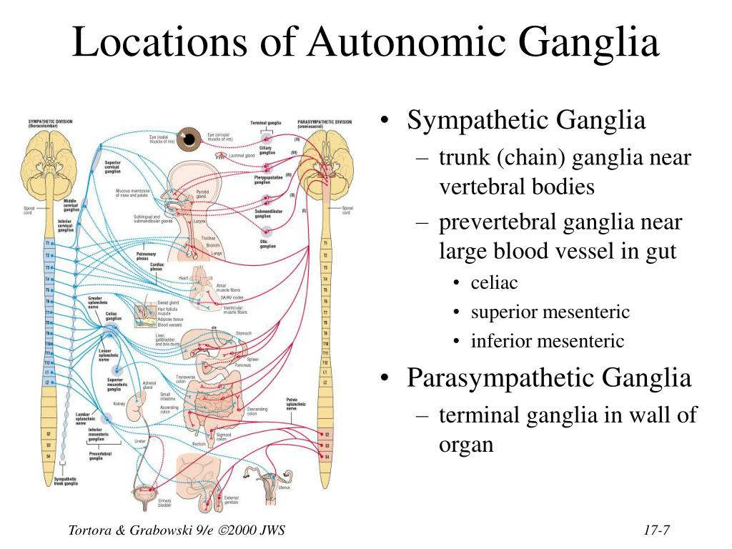 <ul><li><p>sympathetic chain (trunk) ganglion/ paravertebral/ lateral ganglia</p><ul><li><p>series of ganglia that extend from the skull to the coccyx on each side of the vertebral column</p></li><li><p>part of the sympathetic division of ANS</p></li></ul></li><li><p>Collateral/ prevertebral ganglion-</p><ul><li><p>located in front of the spinal column close to large arteries in the abdomen</p></li><li><p>associated with the sympathetic division of the ANS</p></li></ul></li><li><p>Terminal ganglion/intramural ganglion-</p><ul><li><p>located near the effector (“terminal”- at the end of the path) or in the walls (“intramural”) of the effector</p></li><li><p>associated with the parasympathetic division</p></li><li><p>since ganglia are closer to target organ in PS division, preganglionic fibers of the PS division tend to be longer than those in the sympathetic division</p></li></ul></li></ul><p></p>