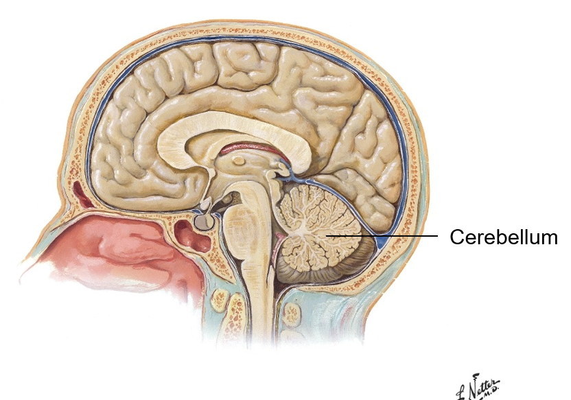 <p>Cerebellum </p>