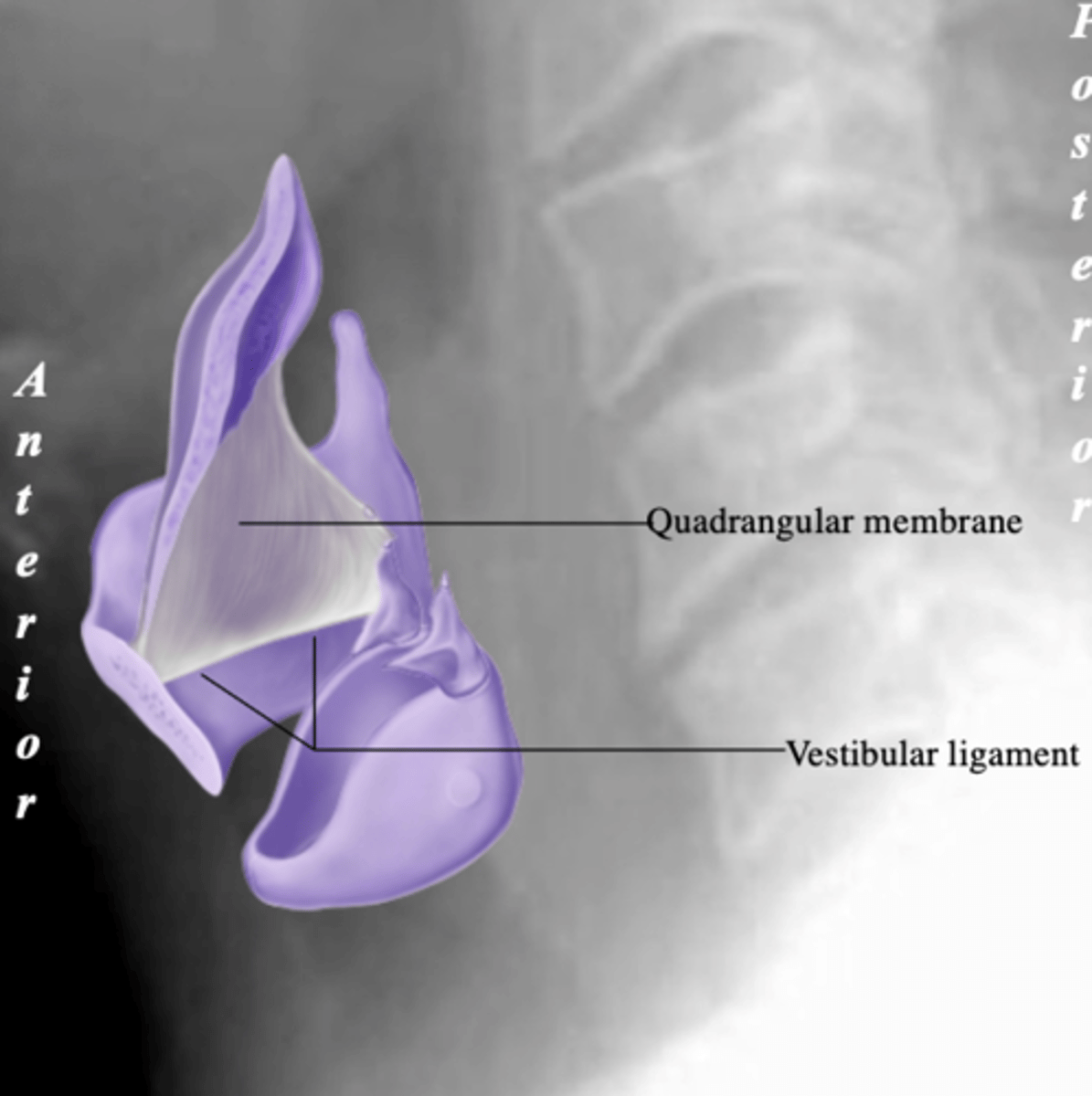 <p>quadrangular membrane</p>