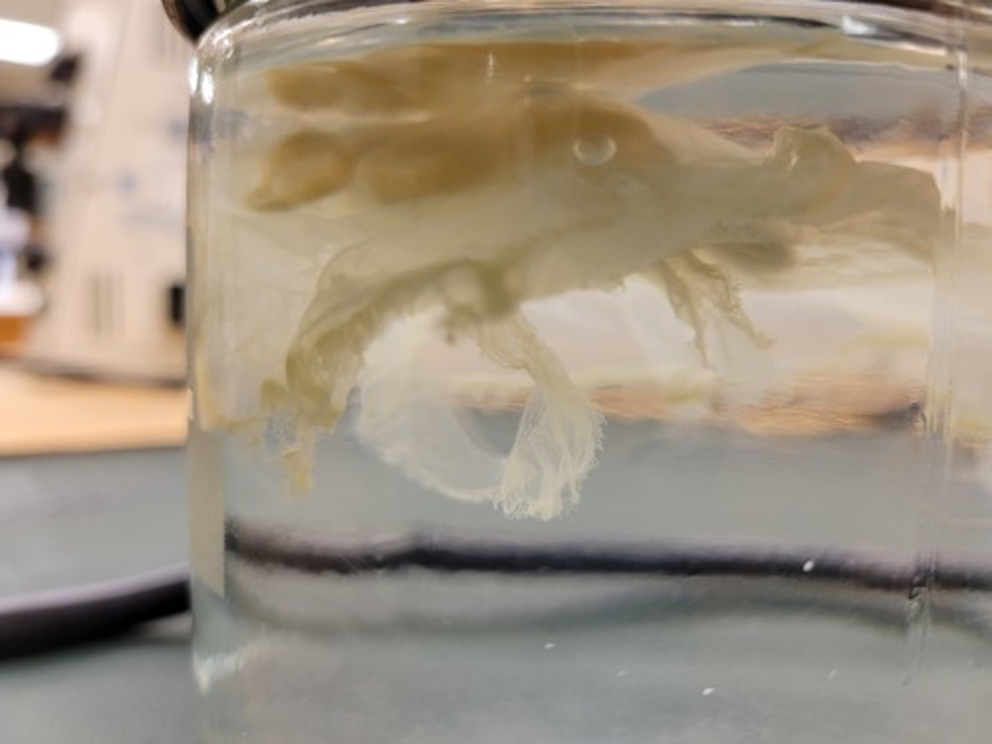 <p>Identify Taxonomy</p>