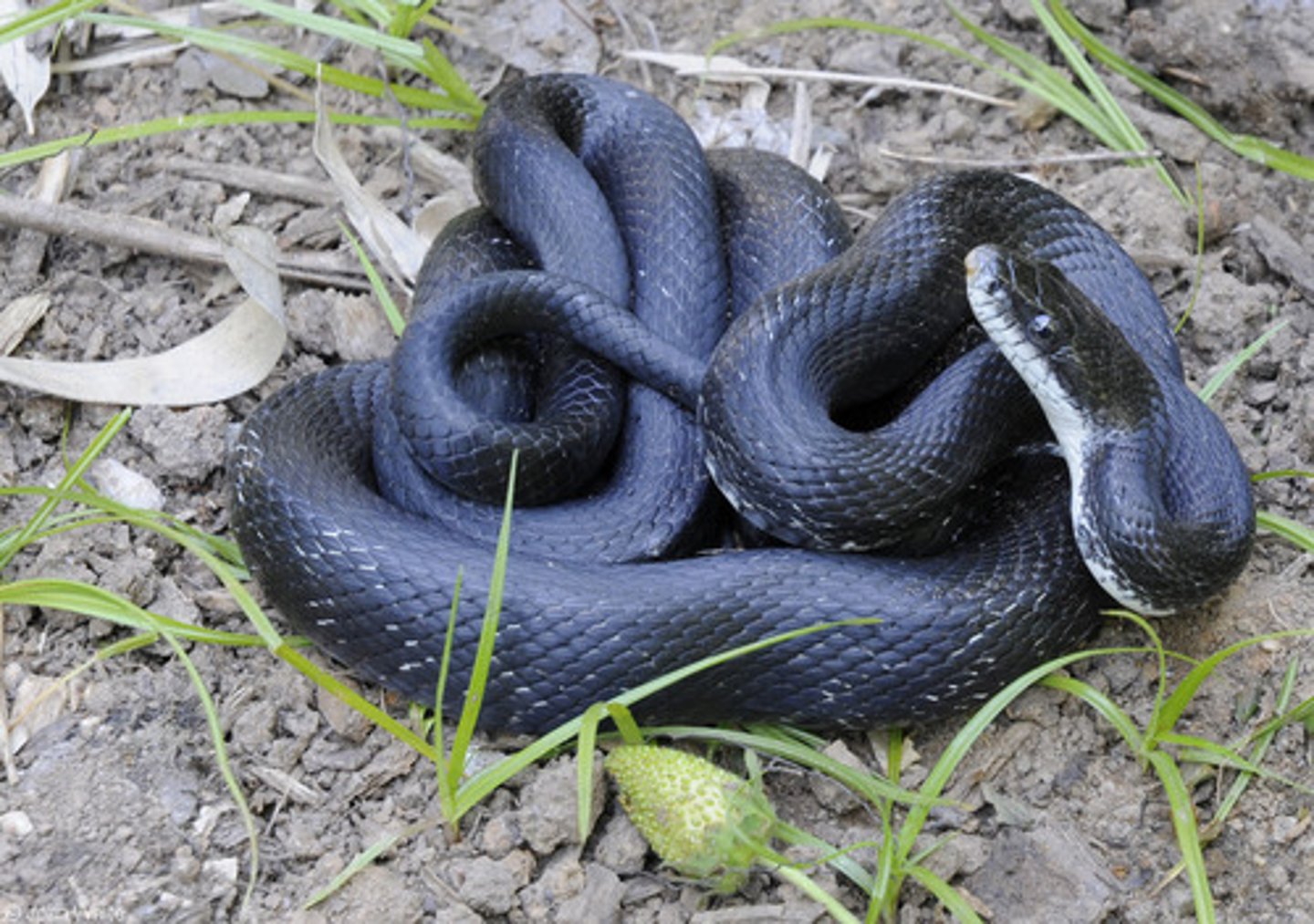 <p>Pantherophis alleghaniensis</p>