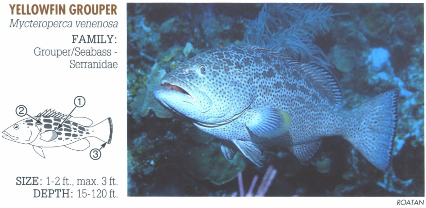<p><span>1. Outer third of pectoral fin is pale to bright yellow. 2. Ends of rectangular body blotches rounded (can pale blotch patter to become indistinct showing only spots). (Compare similar Black Grouper, <em>M. bonaci</em>, where ends are square.) 3. Tail has thin dark irregular margin.</span></p>