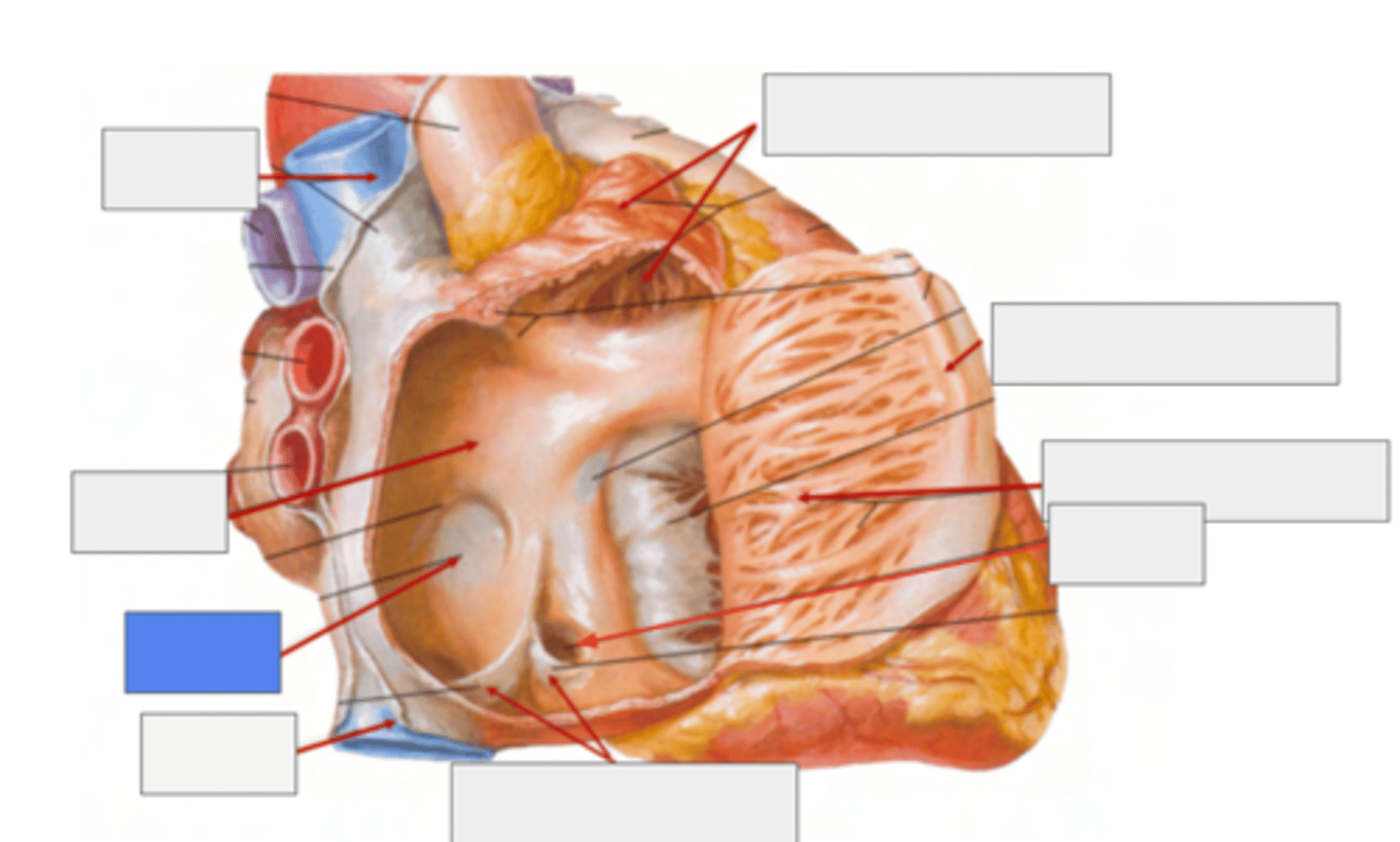 <p>Fossa Ovalis</p><p>belongs to the Septum Primum (thinner atrium region)</p><p>during fetal live it serves as a passage of blood from let to right</p>