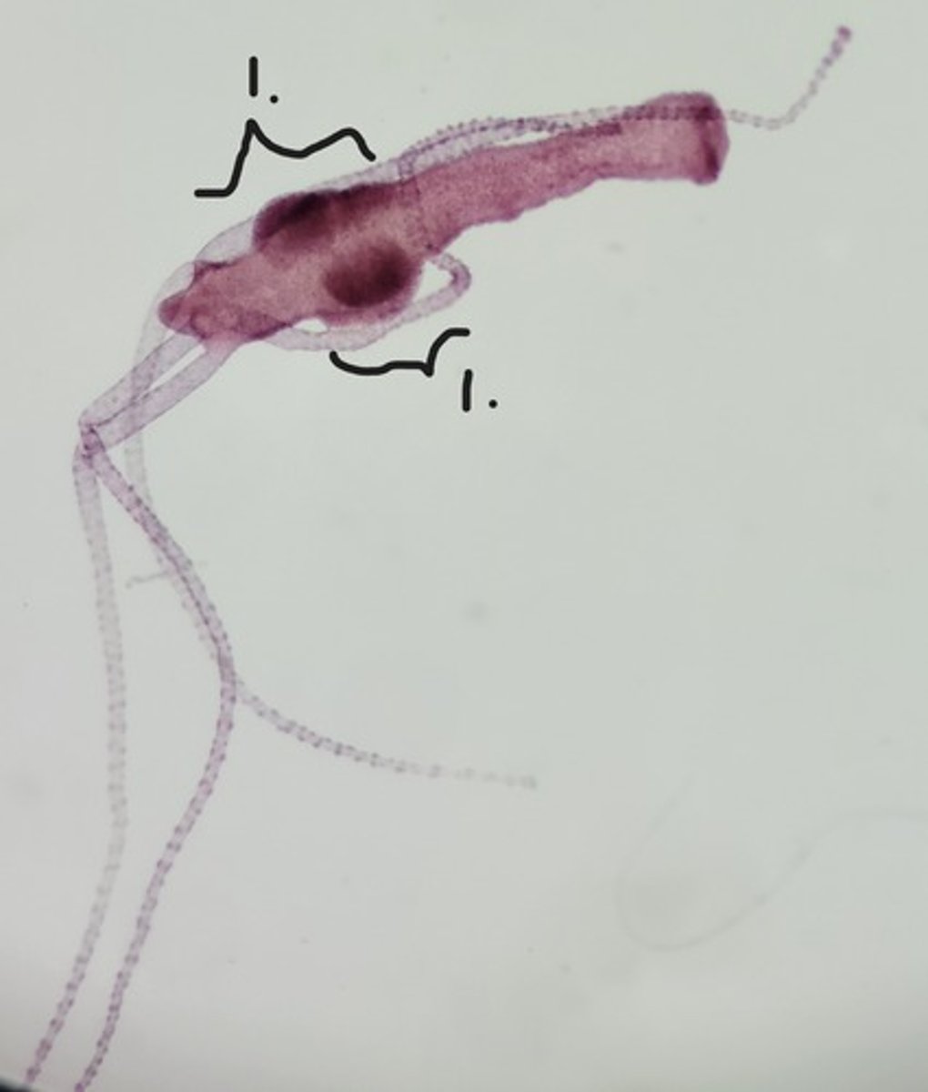 <p>Identify taxonomy and structures</p>