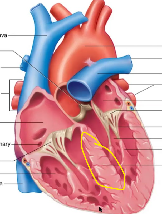 <p>Identify the structure</p>