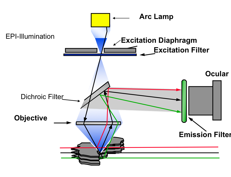 <ul><li><p>The specimen is illuminated with a specific wavelength of light which is absorbed by the fluorophores (fluorescent dyes that absorb excitation light at given wavelength), then emits light with a longer wavelength.</p></li><li><p>UV → Visible light</p></li><li><p>Brilliant, shiny particles on dark background</p></li><li><p>The microscope has a strong UV light source, and special filters that eliminate UV light coming to the eye</p></li><li><p>Photoluminence: Light energy, or photons, stimulate the emission of a photon</p></li><li><p>Fluorescence: Type of photoluminescence where light raises an electron to an excited state. The excited state undergoes rapid thermal energy loss to the environment through vibrations, and then a photon is emitted.</p></li></ul><p></p>