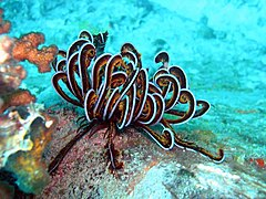 <p><strong>CRINOIDEA</strong></p>