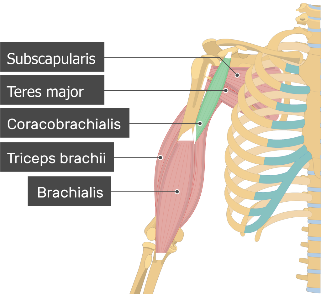 <p>Coracobrachialis</p>
