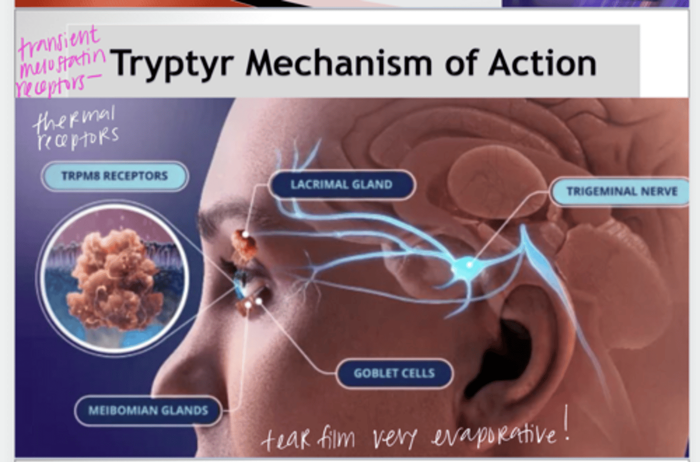 <p>Tryptyr MOA (Pic)</p>