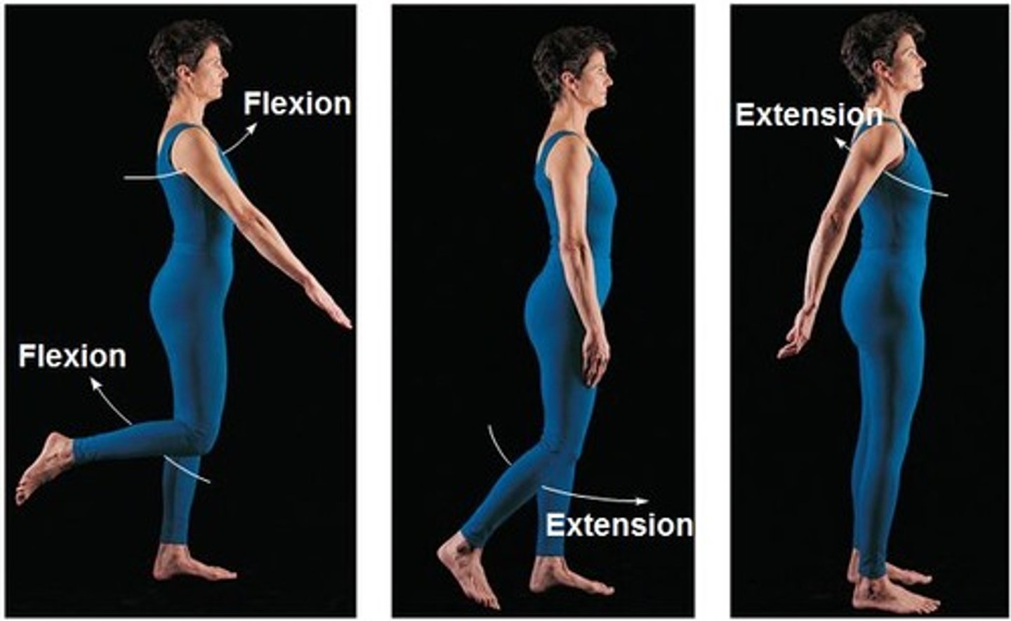 <p>movement in the sagittal plane about a horizontal axis so that the angle at the joint increases. Return from flexion.</p>