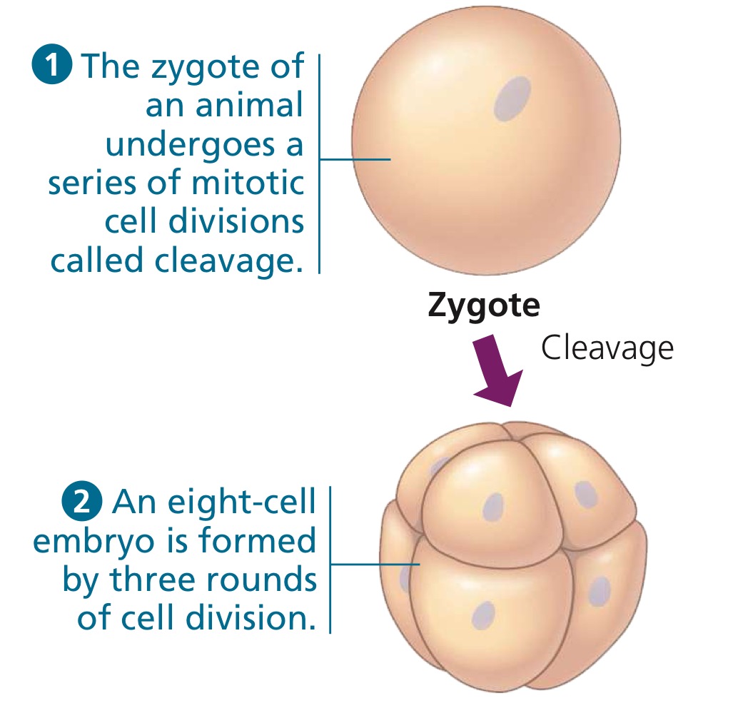 <p>A series of mitotic cell divisions without cell growth between the divisions.</p>