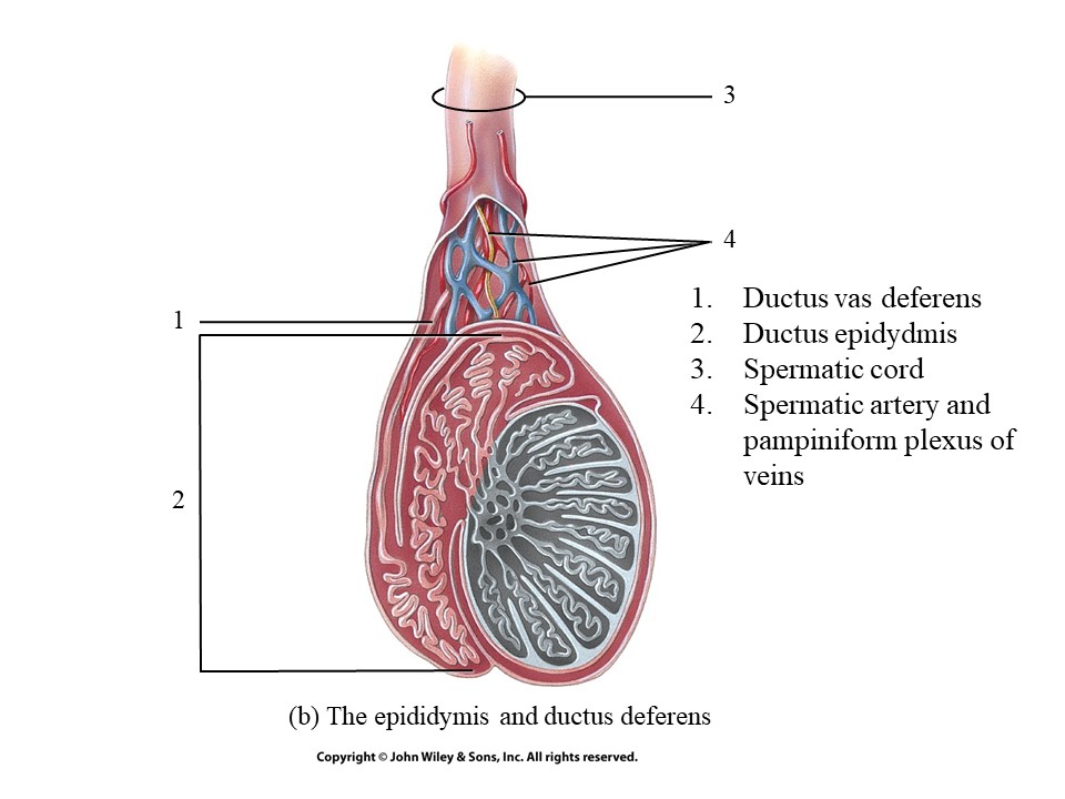 <p>Sperm is moved by where?</p>