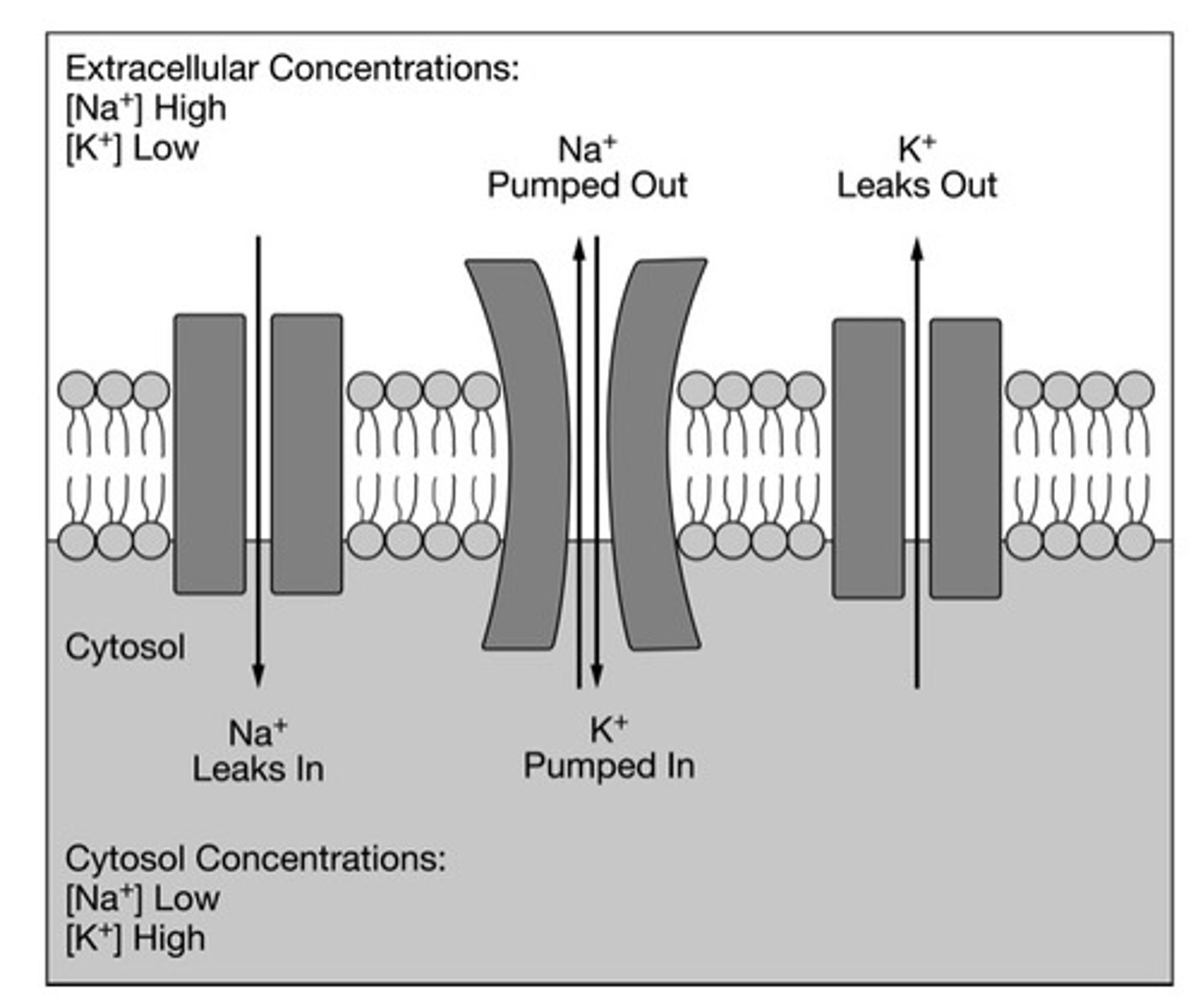 <p>Answer (B): The Na+ concentration inside the cell will increase.</p><p>Explanation: Without ATP, the Na+ ions will continue to leak into the cell but will not be pumped out of the cell, resulting in a concentration increase inside the cell.</p>