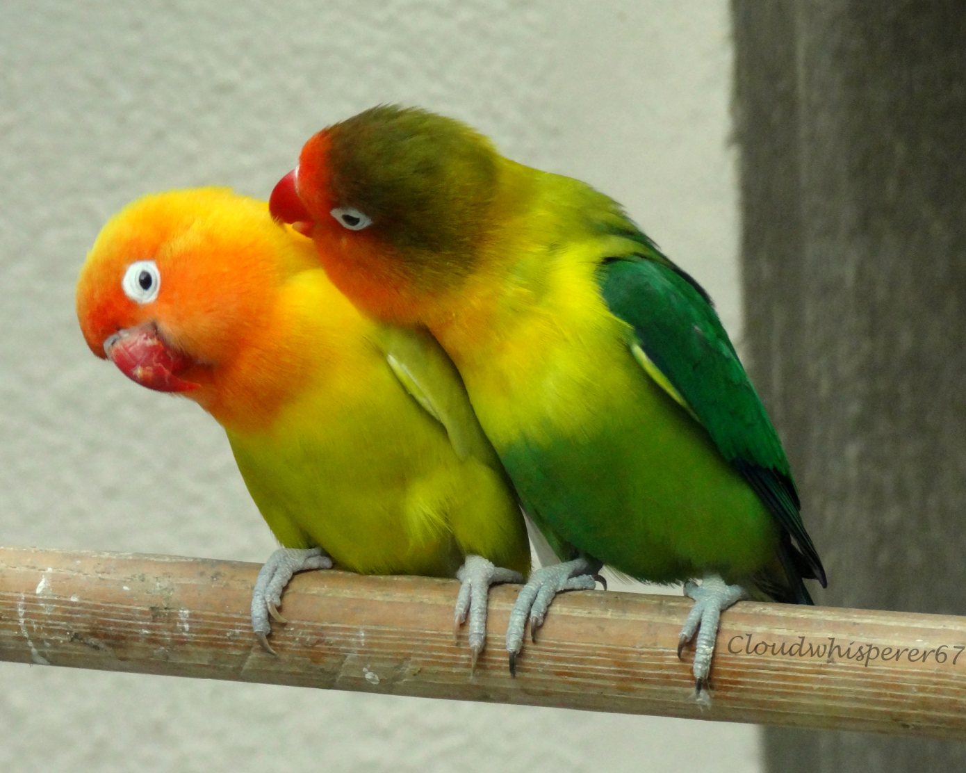 <p>Love birds</p>