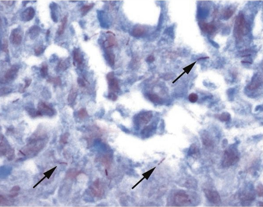 <p>A- identify</p><p>B- describe</p><p>C- identify the marked structure( arrow)</p>