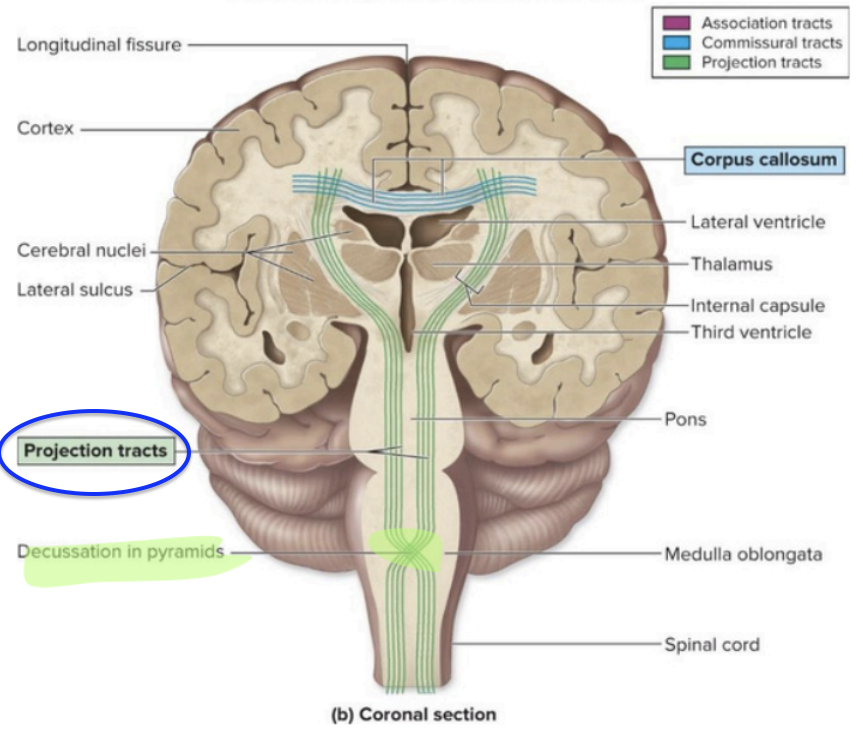 <p>Cerebral White Matter - P<strong>rojection tracts</strong></p>