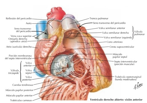 <p>musculo papilar septal, cercadel orificio del tronco pulmonar, trabecula septomarginal, cresta supraventricular</p>