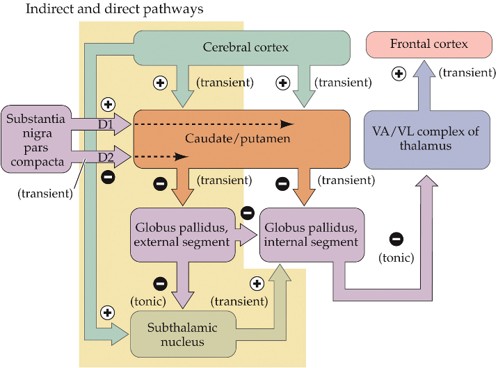 <ul><li><p>some medium spiny neurons project to external segment of GP → external segment neurons project to internal segment and subthalamic nucleus</p></li><li><p>inhibits initiation of movement</p><ul><li><p>increases inhibition provided by basal ganglia</p></li></ul></li><li><p>cortex also projects to subthalamic nucleus</p></li></ul><p></p>