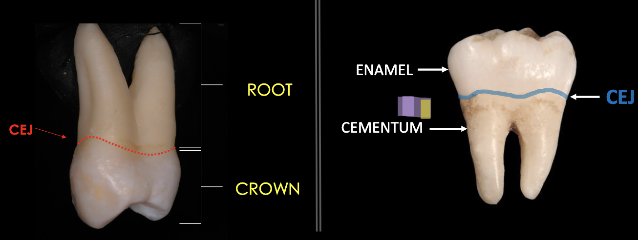 <p>The junction line between the enamel layer and the cementum layer of the tooth.</p>